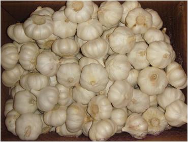 White garlic