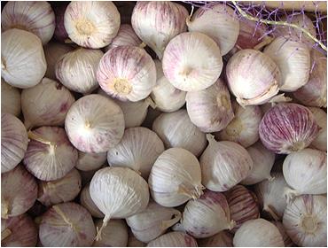 Single Clove Garlic