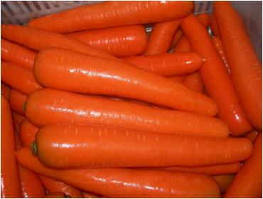 carrot