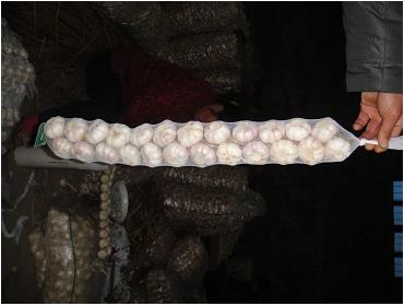 braid garlic