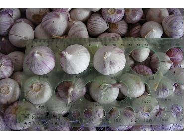 Single Clove Garlic